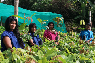 Municipalidad distrital de Megantoni, promueve Proyecto cacao en las CC.NN Tangoshiari,Kochiri y anexos.
